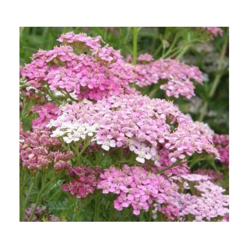 Achillea millefolium Appleblossom - Cickafark