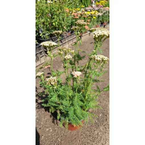 Achillea millefolium Appleblossom - Cickafark