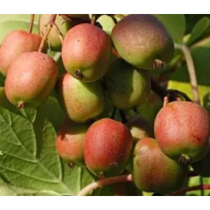 Actinidia arguta Geneva - Mini kivi