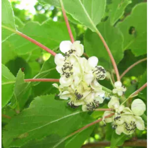 Actinidia arguta Weiki - Porzós kivi