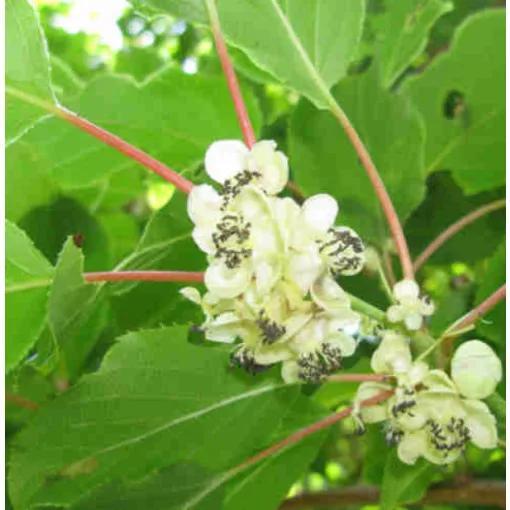 Actinidia arguta Weiki - Porzós kivi