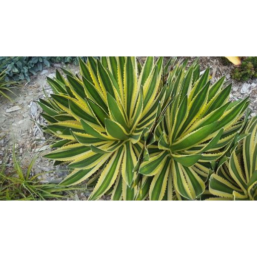 Agave lophantha Quadricolor - Agávé