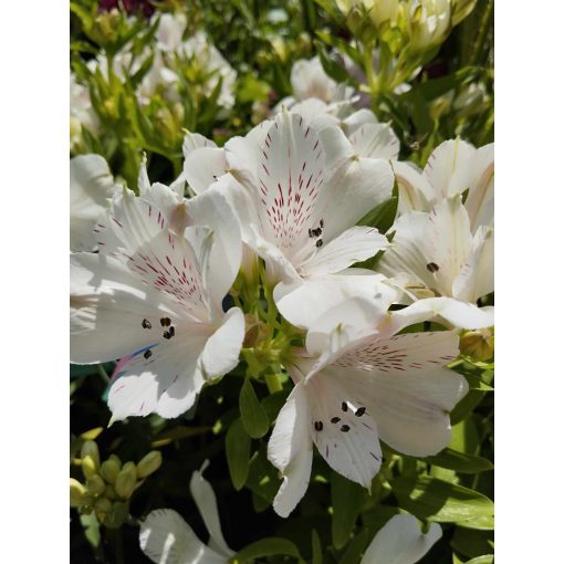 Alstroemeria Colorita White (I.) - Inkaliliom