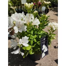 Alstroemeria Colorita White (I.) - Inkaliliom