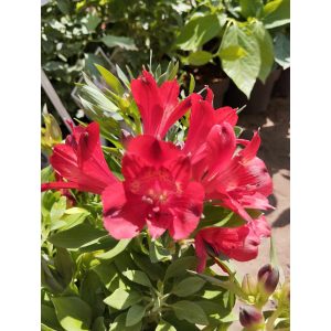 Alstroemeria Colorita Red (I.) - Inkaliliom