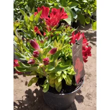 Alstroemeria Colorita Red (I.) - Inkaliliom