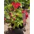 Alstroemeria Colorita Red (I.) - Inkaliliom