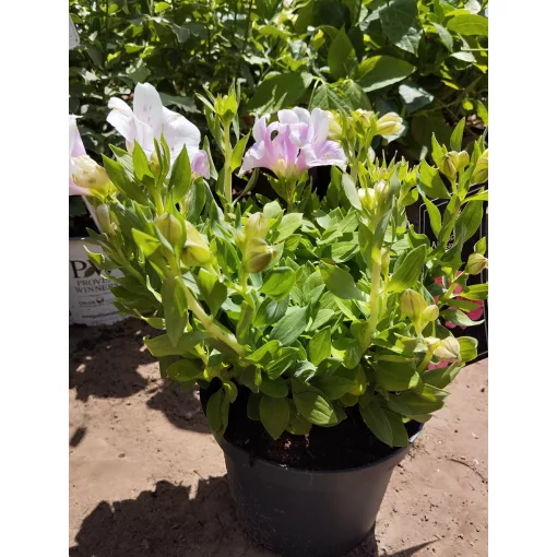 Alstroemeria Colorita Pink (I.) - Inkaliliom