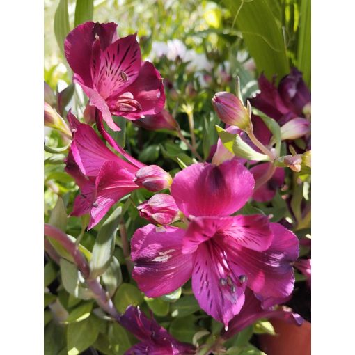 Alstroemeria Colorita Purple (I.) - Inkaliliom