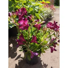 Alstroemeria Colorita Purple (I.) - Inkaliliom
