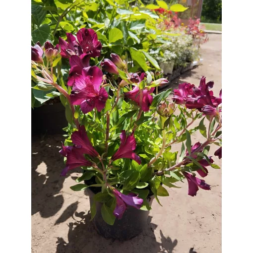 Alstroemeria Colorita Purple (I.) - Inkaliliom