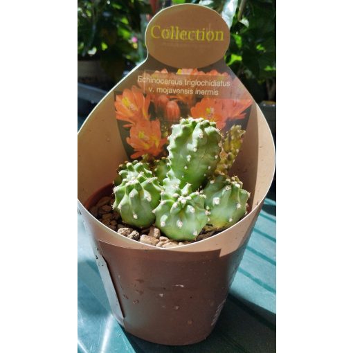 Echinocereus triglochidiatus var. mojavensis f. inermis