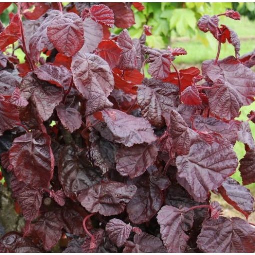 Corylus avellana Red Majestic - Csavartvesszejű vérmogyoró