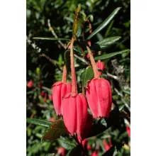 Crinodendron hookerianum – Lámpásfa
