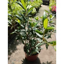 Crinodendron hookerianum – Lámpásfa