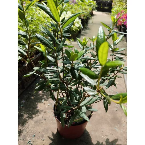 Crinodendron hookerianum – Lámpásfa