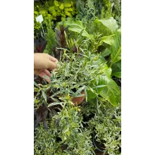 Gardenia jasminoides Golden Crown - Illatos gardénia