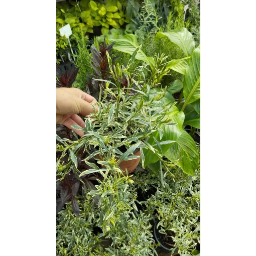 Gardenia jasminoides Golden Crown - Illatos gardénia