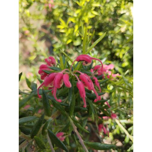 Grevillea Poorinda Queen - Pókvirág
