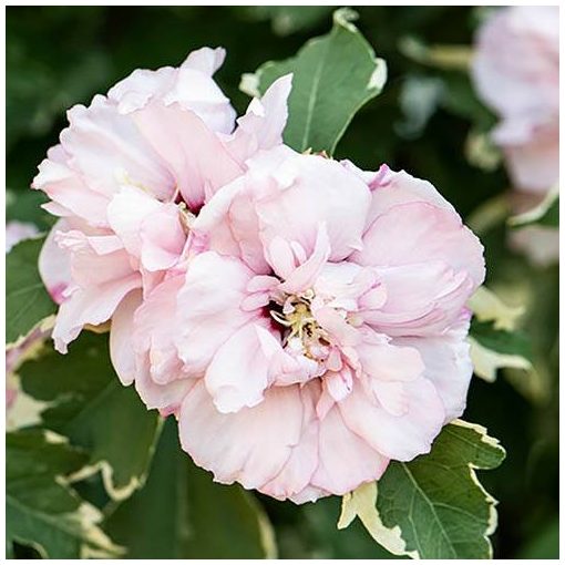 Hibiscus syriacus Sugar Tip - Tarka levelű mályvacserje