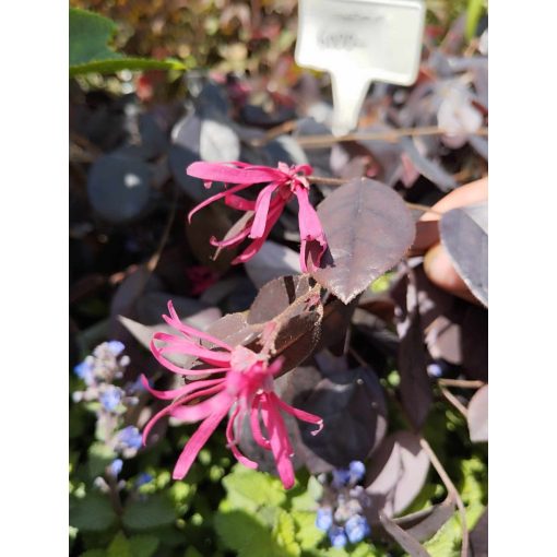 Loropetalum chinense Black Pearl - Kínai rojtosvirág