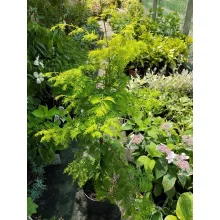 Metasequoia glyptostroboides Goldrush – Kínai mamutfenyő