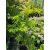Metasequoia glyptostroboides Goldrush – Kínai mamutfenyő