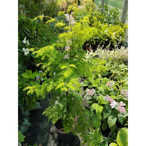Metasequoia glyptostroboides Goldrush – Kínai mamutfenyő
