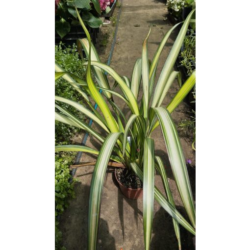 Phormium tenax Cream Delight - Új-zélandi kender