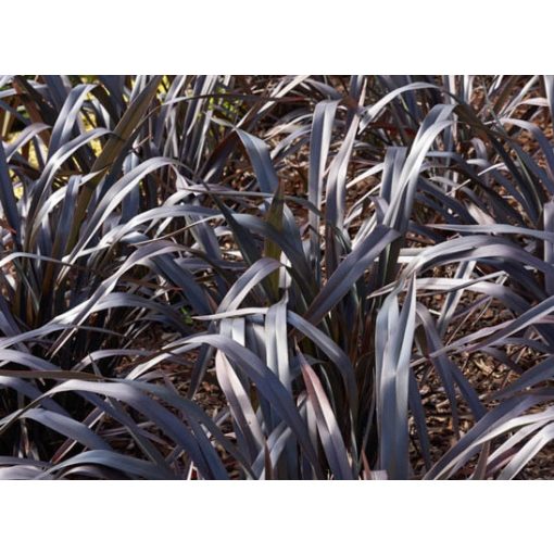 Phormium tenax Platts Black - Új-zélandi kender