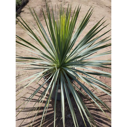 Yucca rostrata - Csőrös jukka