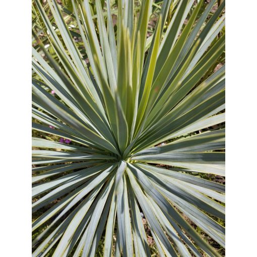 Yucca rostrata - Csőrös jukka