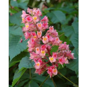 Aesculus carnea Briotti - Piros virágú vadgesztenye