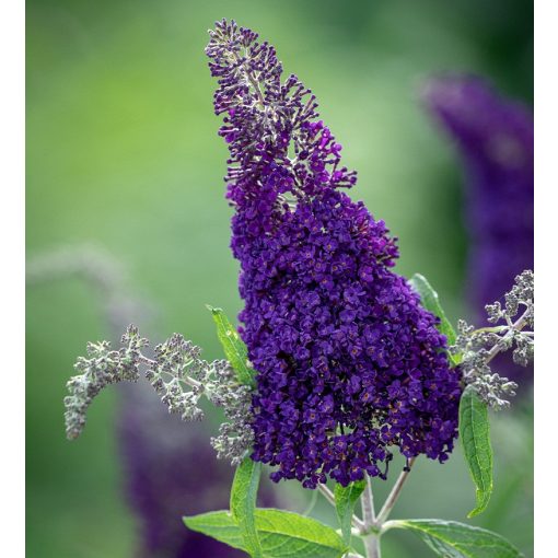 Buddleia davidii Buzz Indigo - Törpe nyáriorgona