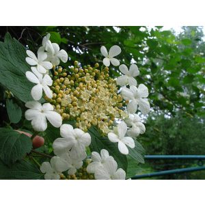 Viburnum opulus - Kányabangita