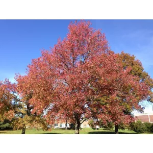 Liquidambar styraciflua (p16)- Amerikai ámbrafa