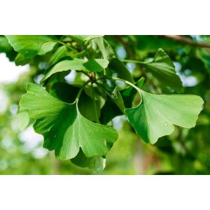 Ginkgo biloba (p30) - Páfrányfenyő