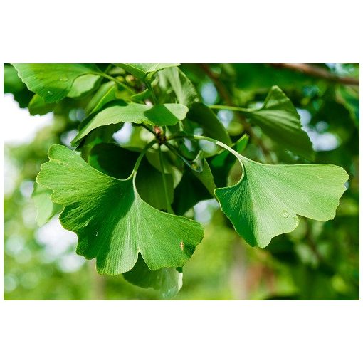 Ginkgo biloba (p30) - Páfrányfenyő