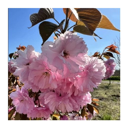 Prunus serrulata Kanzan - Japán Díszcseresznye