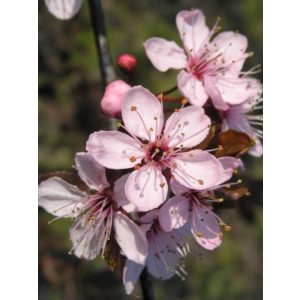 Prunus cerasifera Nigra - Vérszilva