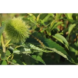 Castanea Sativa Bouche de Betizac - Szelídgesztenye