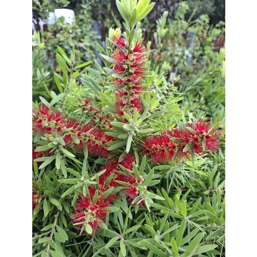 Callistemon citrinus (p25) - Kefevirág fa