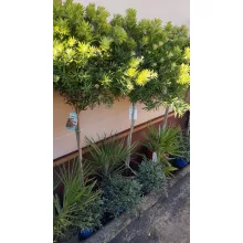 Callistemon citrinus (p25) - Kefevirág fa