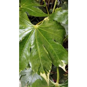 Fatsia japonica Variegata - Japán arália (tarka levelű)