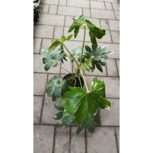 Fatsia japonica Variegata - Japán arália (tarka levelű)