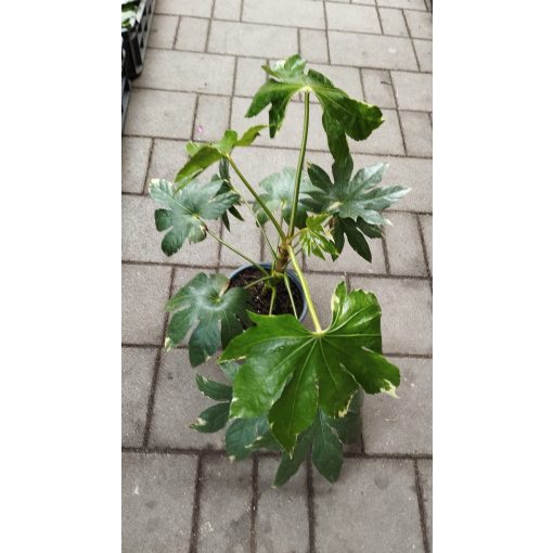 Fatsia japonica Variegata - Japán arália (tarka levelű)
