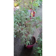 Acer palmatus Shirazz (p19) - Japán juhar