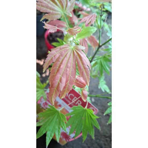 Acer shirasawanum Moonrise (p19) - Japán juhar