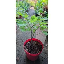 Acer shirasawanum Moonrise (p19) - Japán juhar