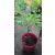 Acer shirasawanum Moonrise (p19) - Japán juhar